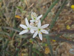 Image of Ornithogalum hispidum subsp. hispidum