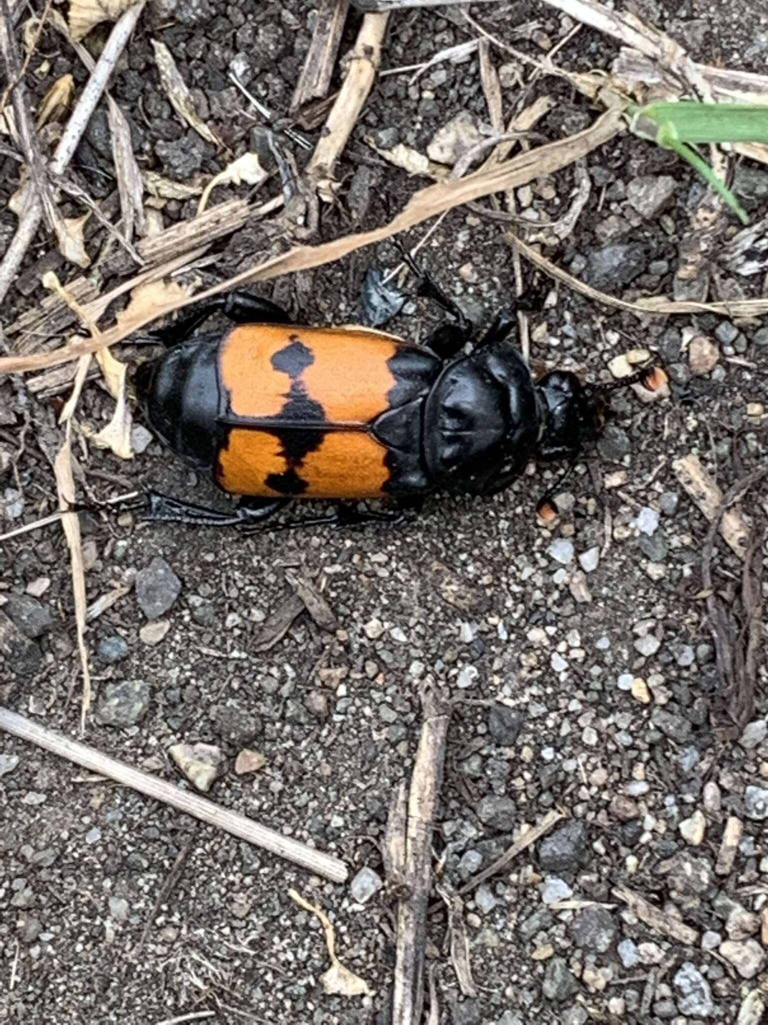 Image of Nicrophorus (Nicrophorus) guttula (Motschulsky 1845)