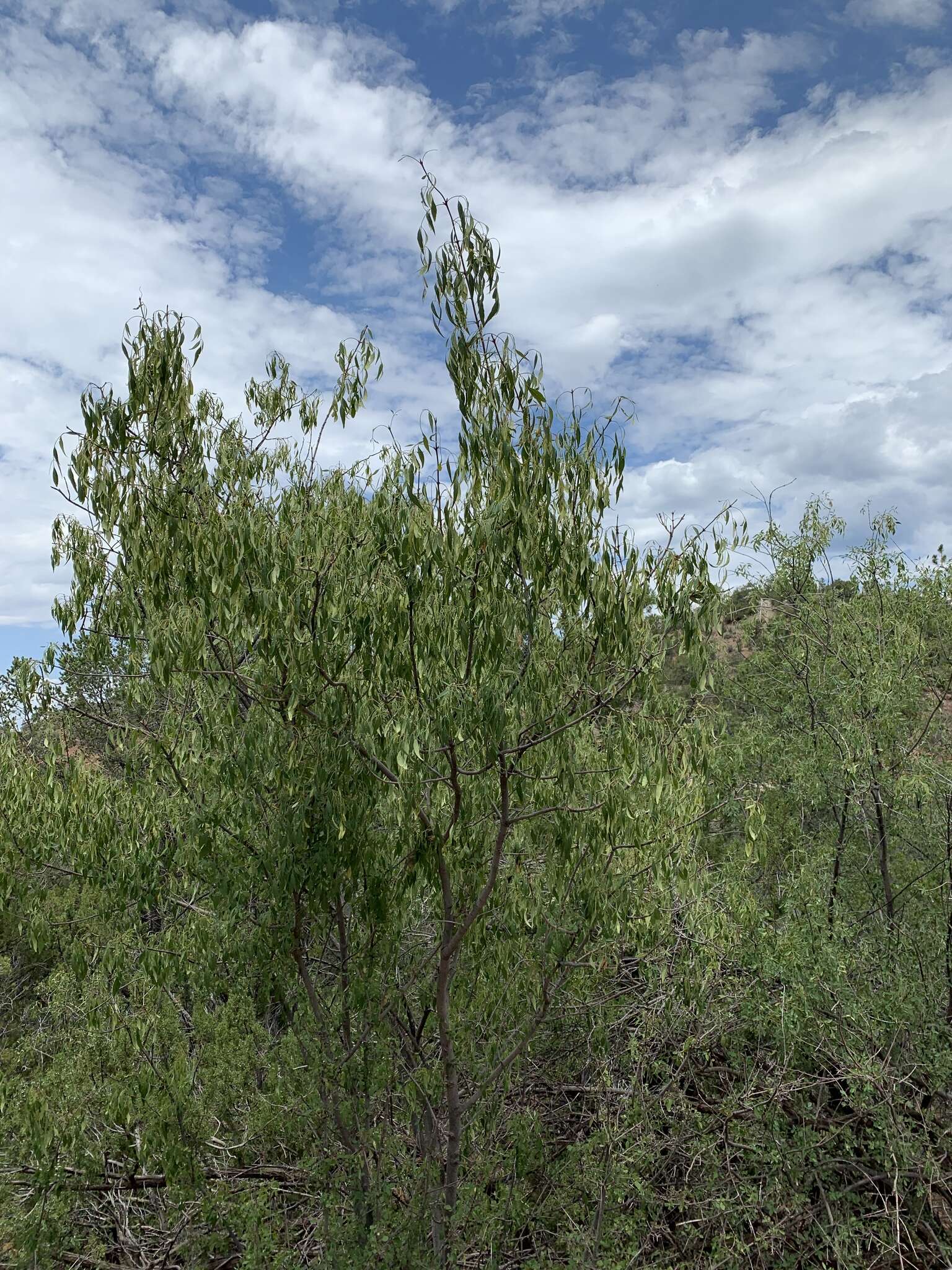 Image of fragrant ash