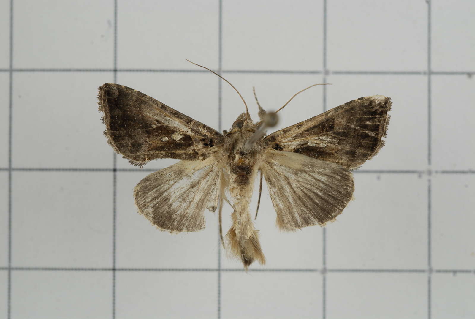 Слика од Argyrogramma signata Fabricius 1792