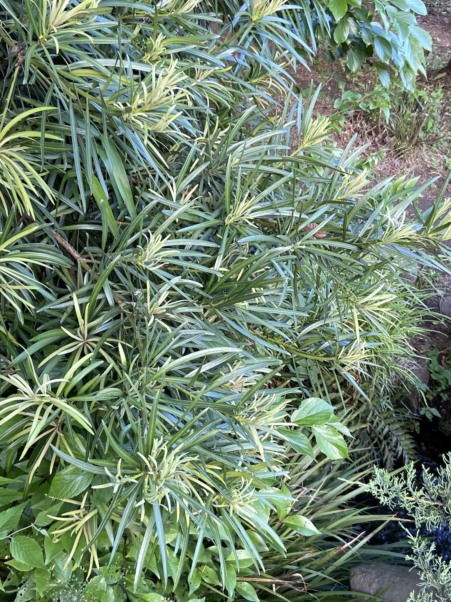 Image of Buddhist Pine