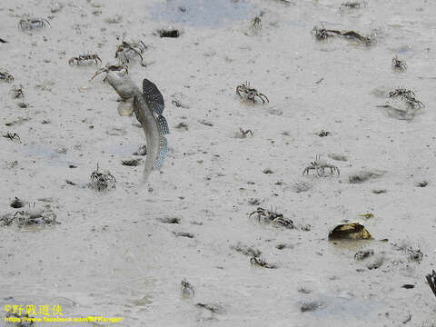 Image of Great blue spotted mudskipper