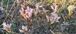 Image of Lachenalia corymbosa (L.) J. C. Manning & Goldblatt