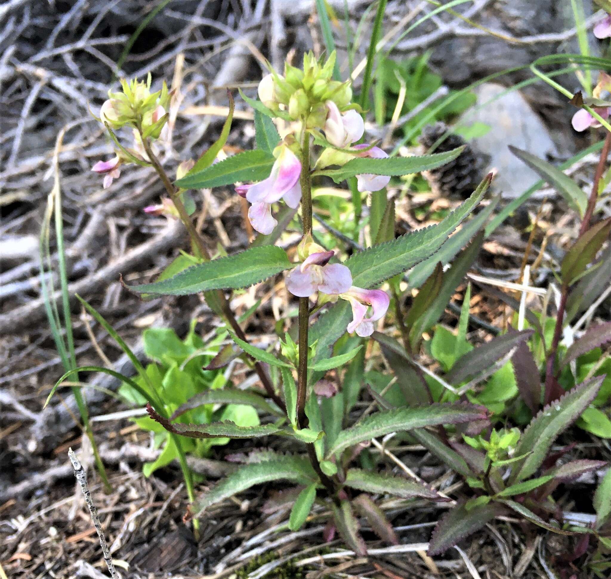 Image of sickletop lousewort