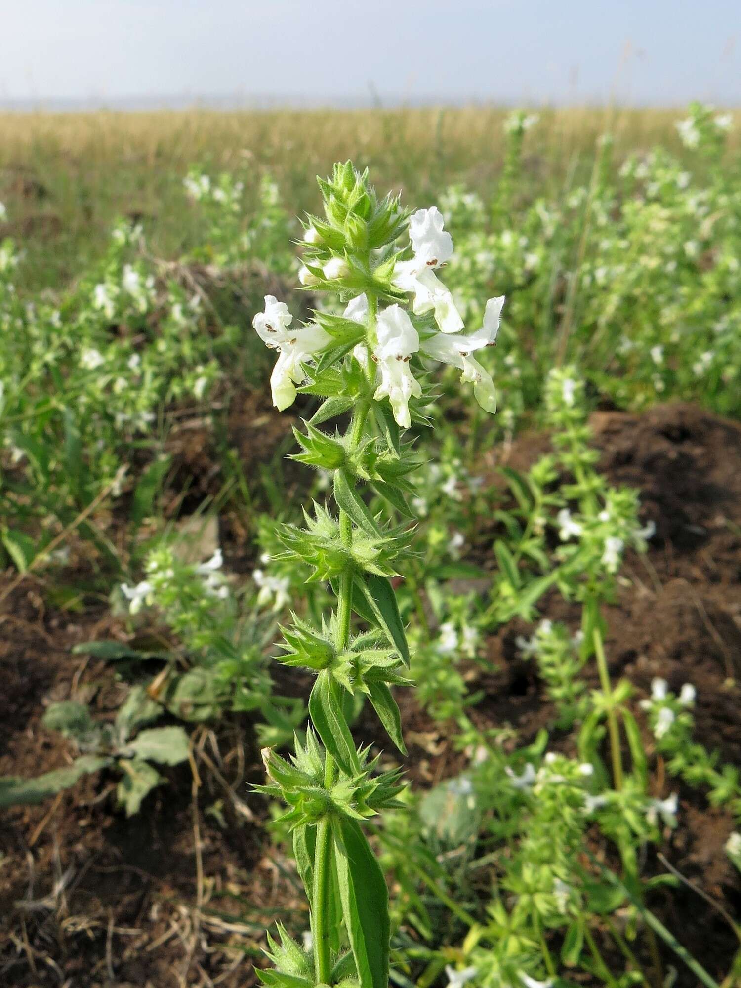 Stachys annua (L.) L.的圖片