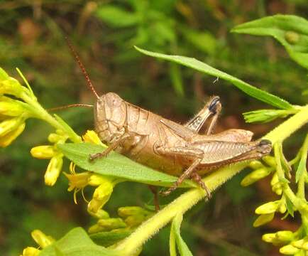 Слика од Melanoplus scudderi (Uhler 1864)