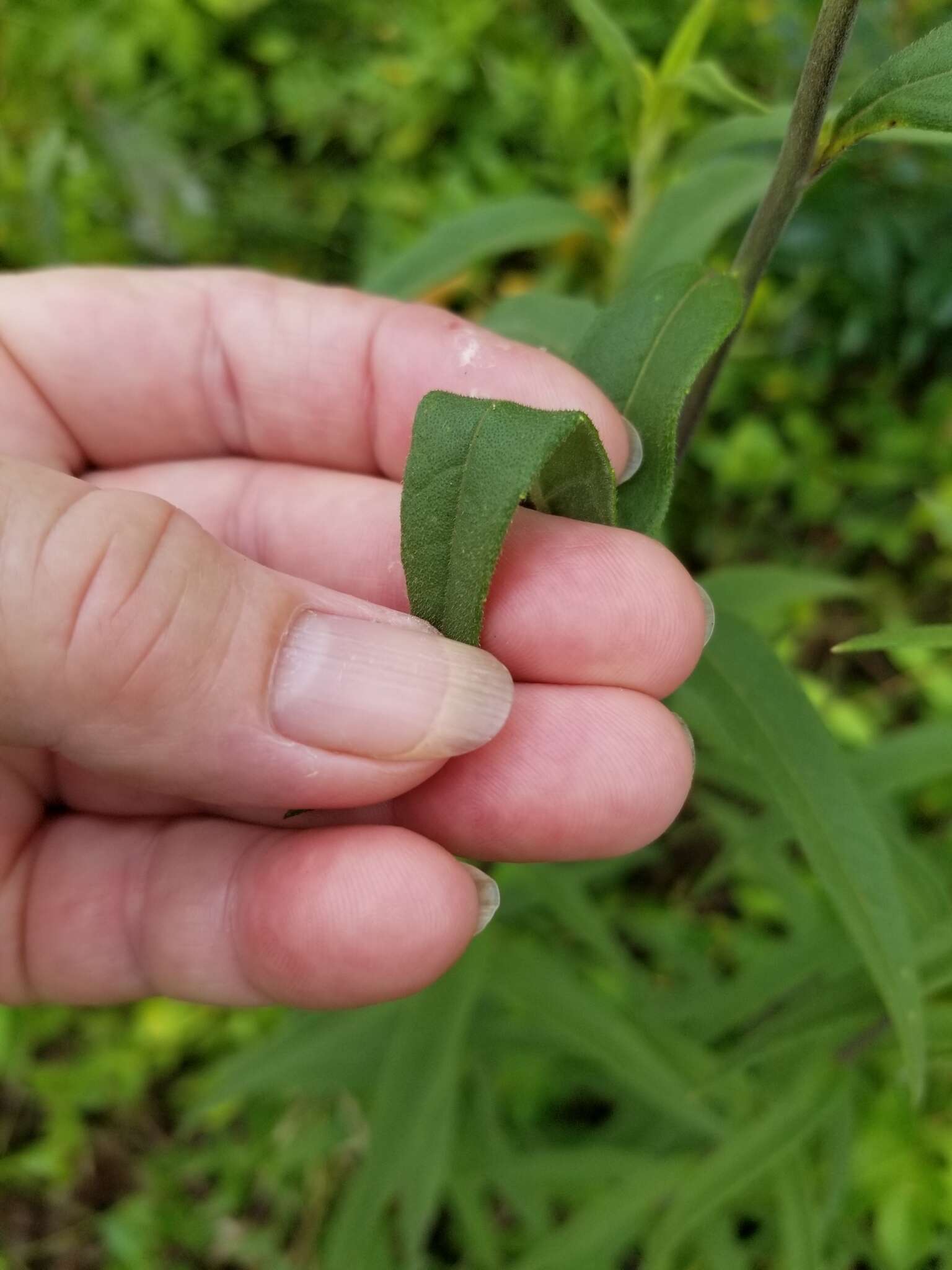 Image of Schweinitz's sunflower