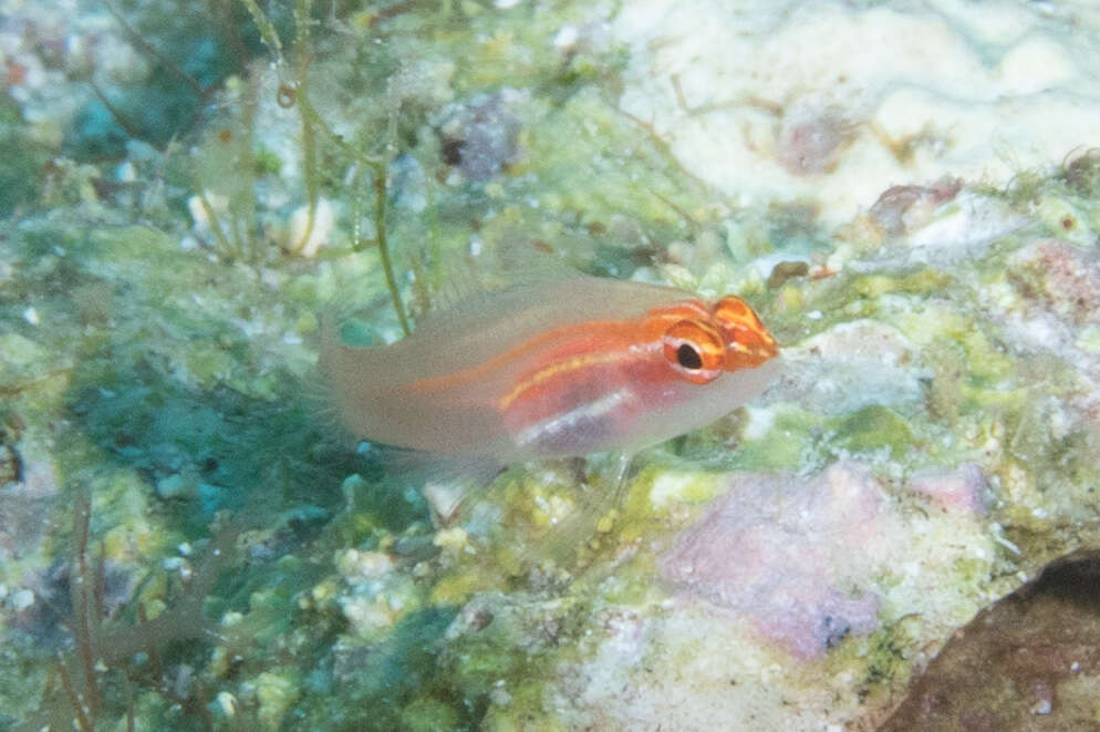 Image of Neon dwarfgoby