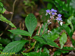 Imagem de Hydrangea densifolia (C. F. Wei) Y. De Smet & Granados