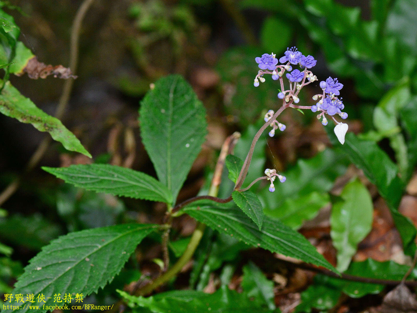 Image of Hydrangea densifolia (C. F. Wei) Y. De Smet & Granados