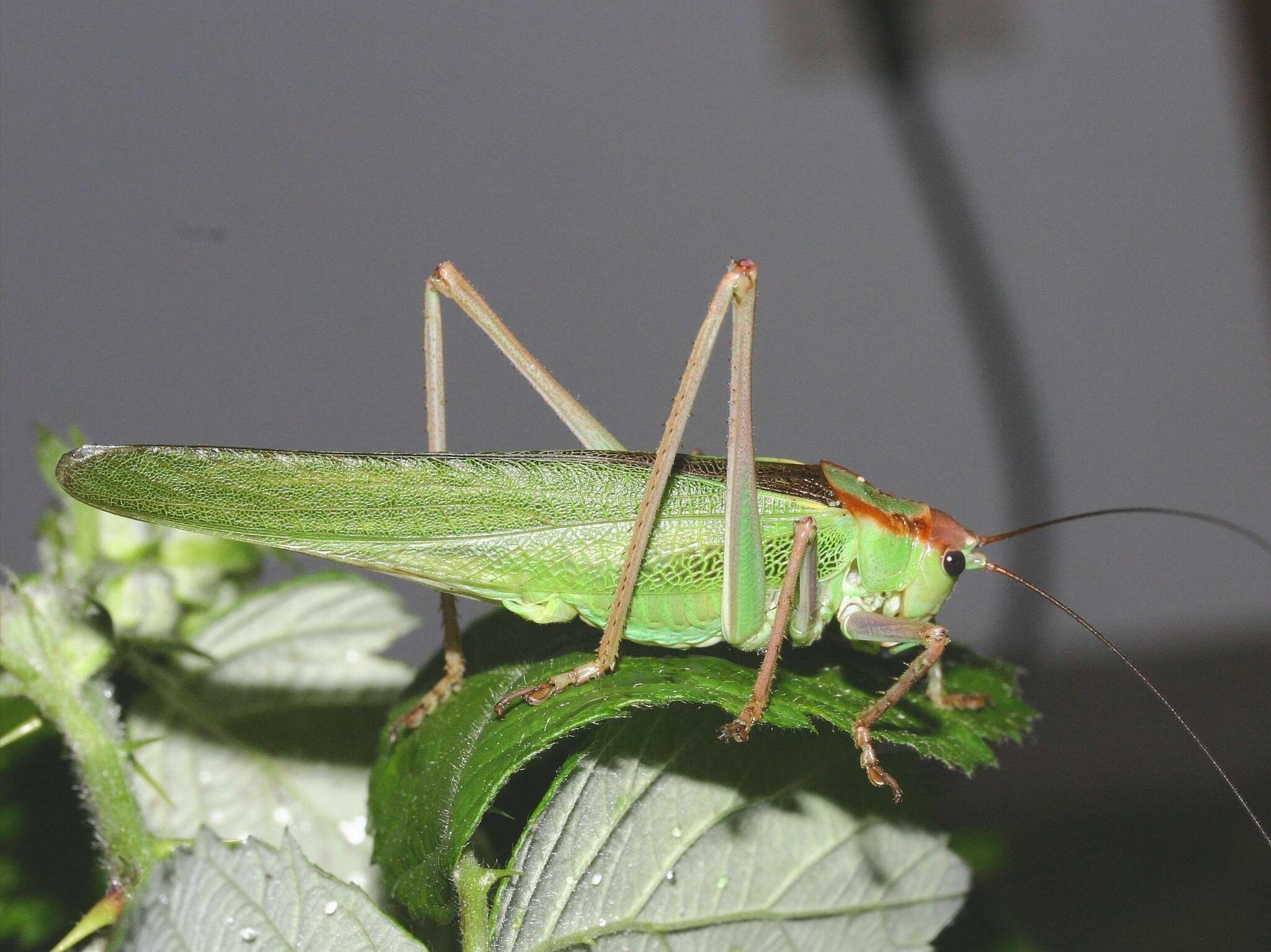 Sivun Calliphona (Calliphonides) alluaudi Bolívar & I. 1893 kuva