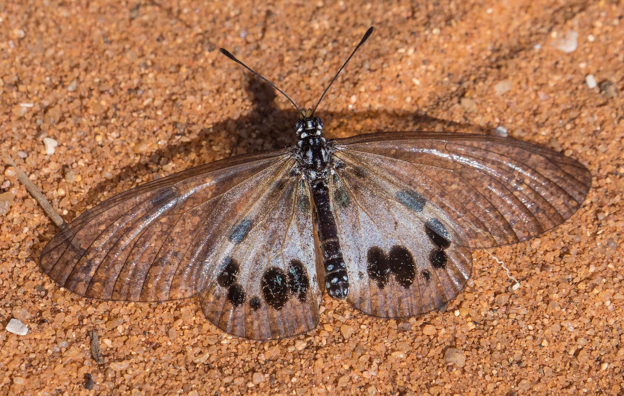 Image of Acraea damii Snellen van Vollenhoven 1869