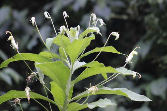 Image of Siphocampylus umbellatus (Kunth) G. Don