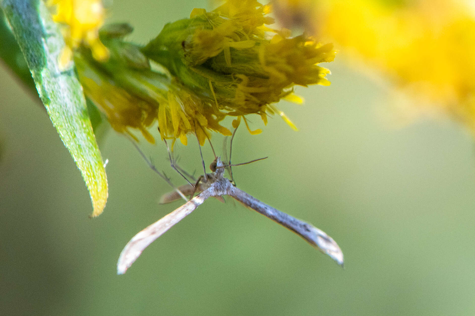 Lioptilodes albistriolatus (Zeller 1871) resmi