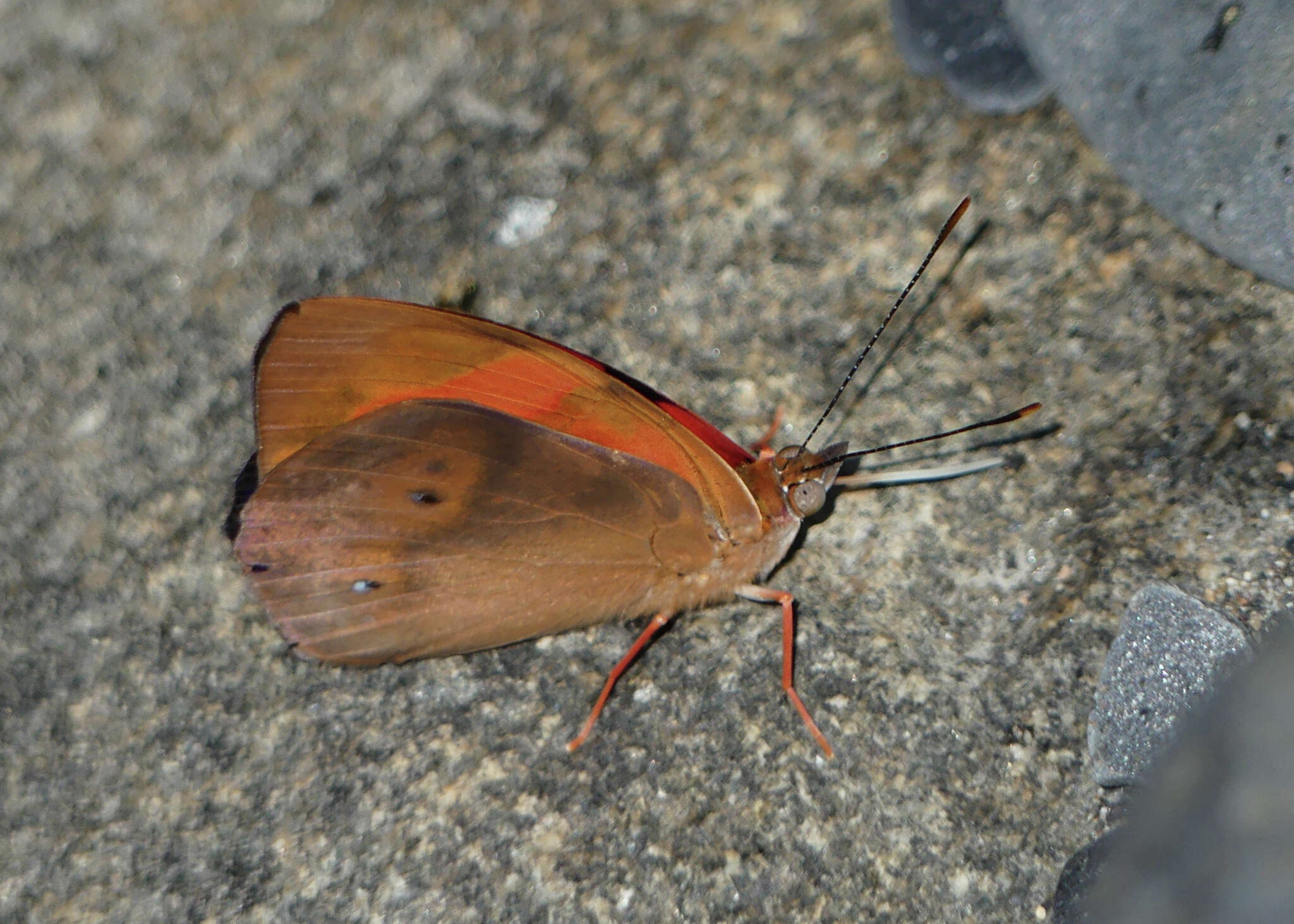 Image of Temenis pulchra Hewitson 1861