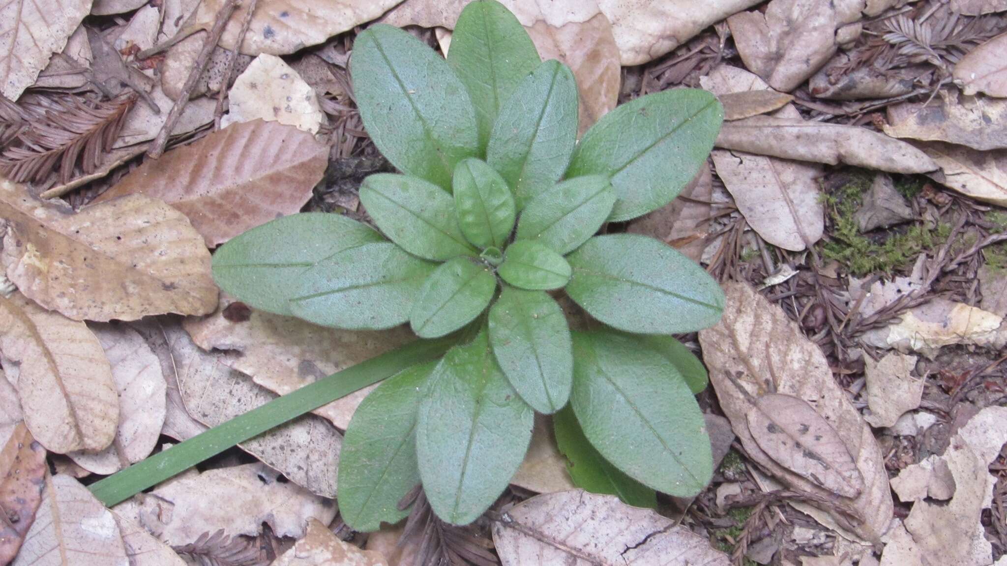 Image de Myosotis latifolia Poir.