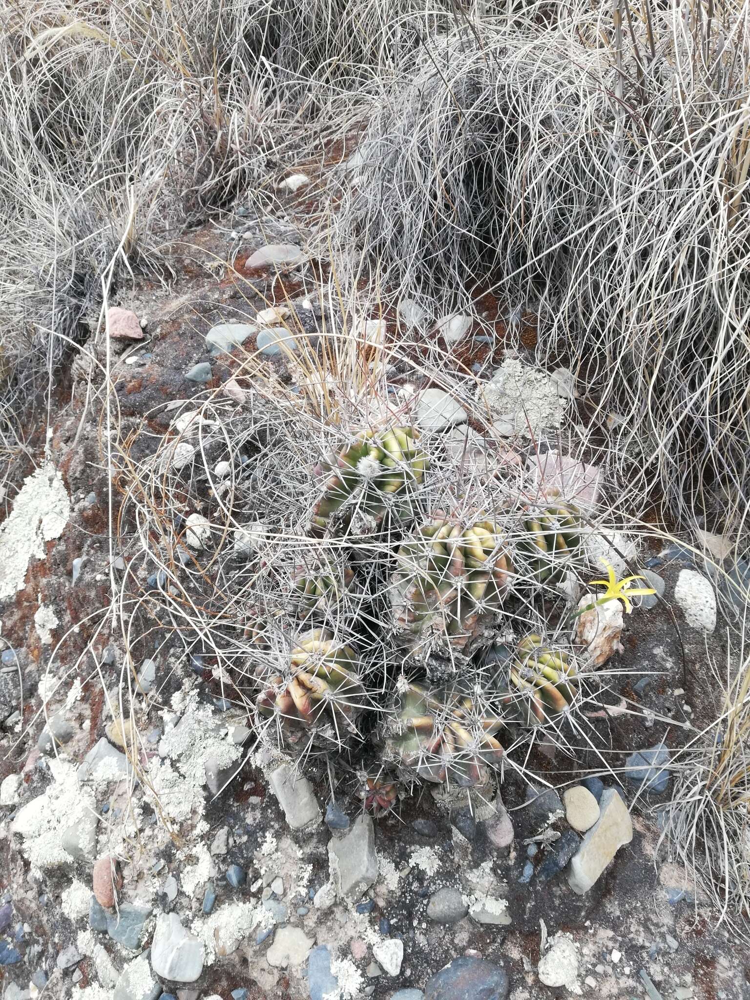 Image de Echinopsis bridgesii subsp. bridgesii