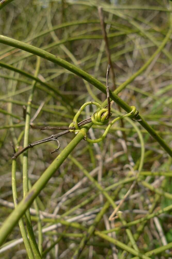 Imagem de Clematis afoliata J. Buch.