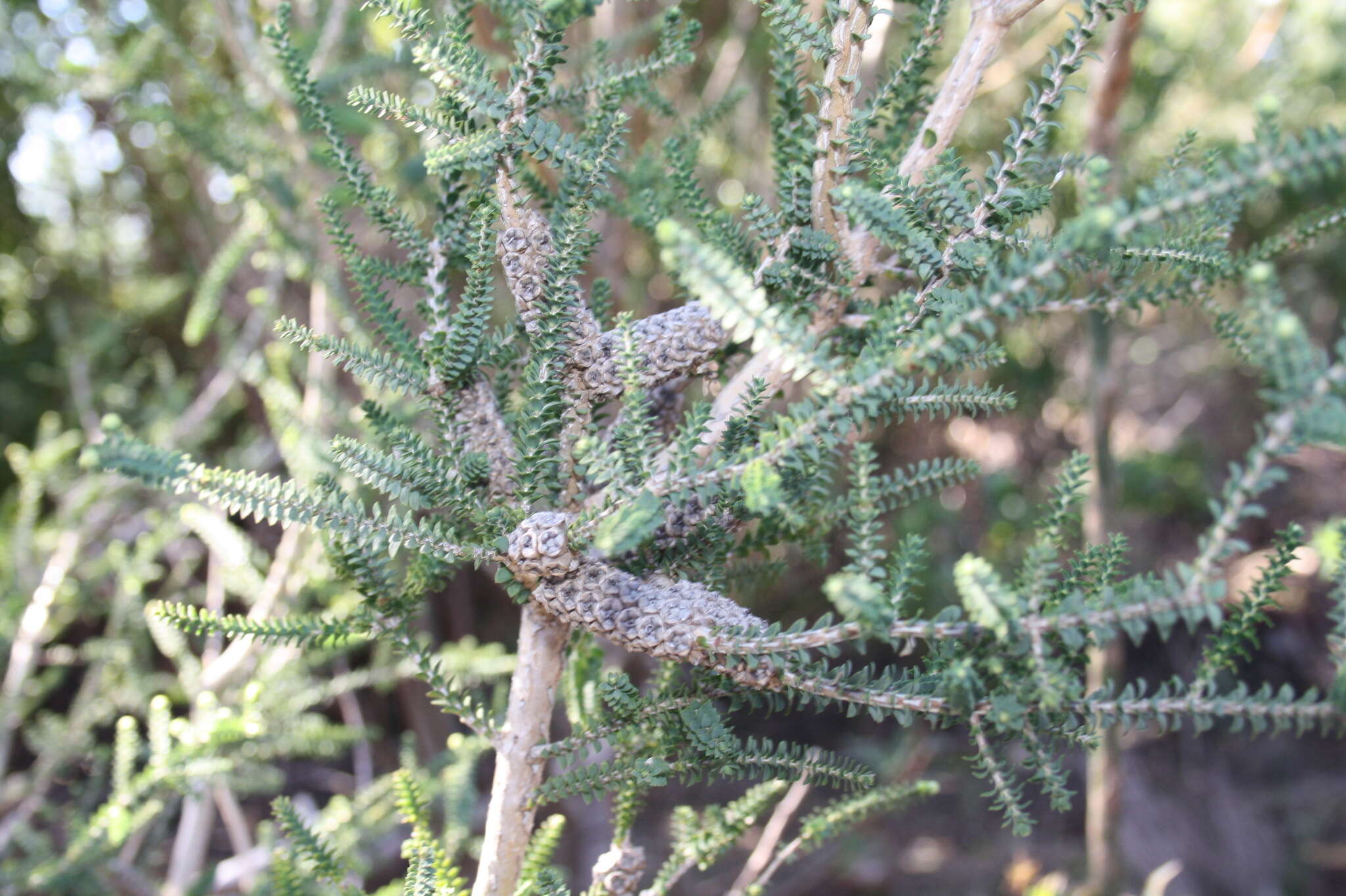 Imagem de Melaleuca densa R. Br.