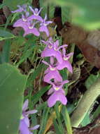 Image of Epidendrum centropetalum Rchb. fil.