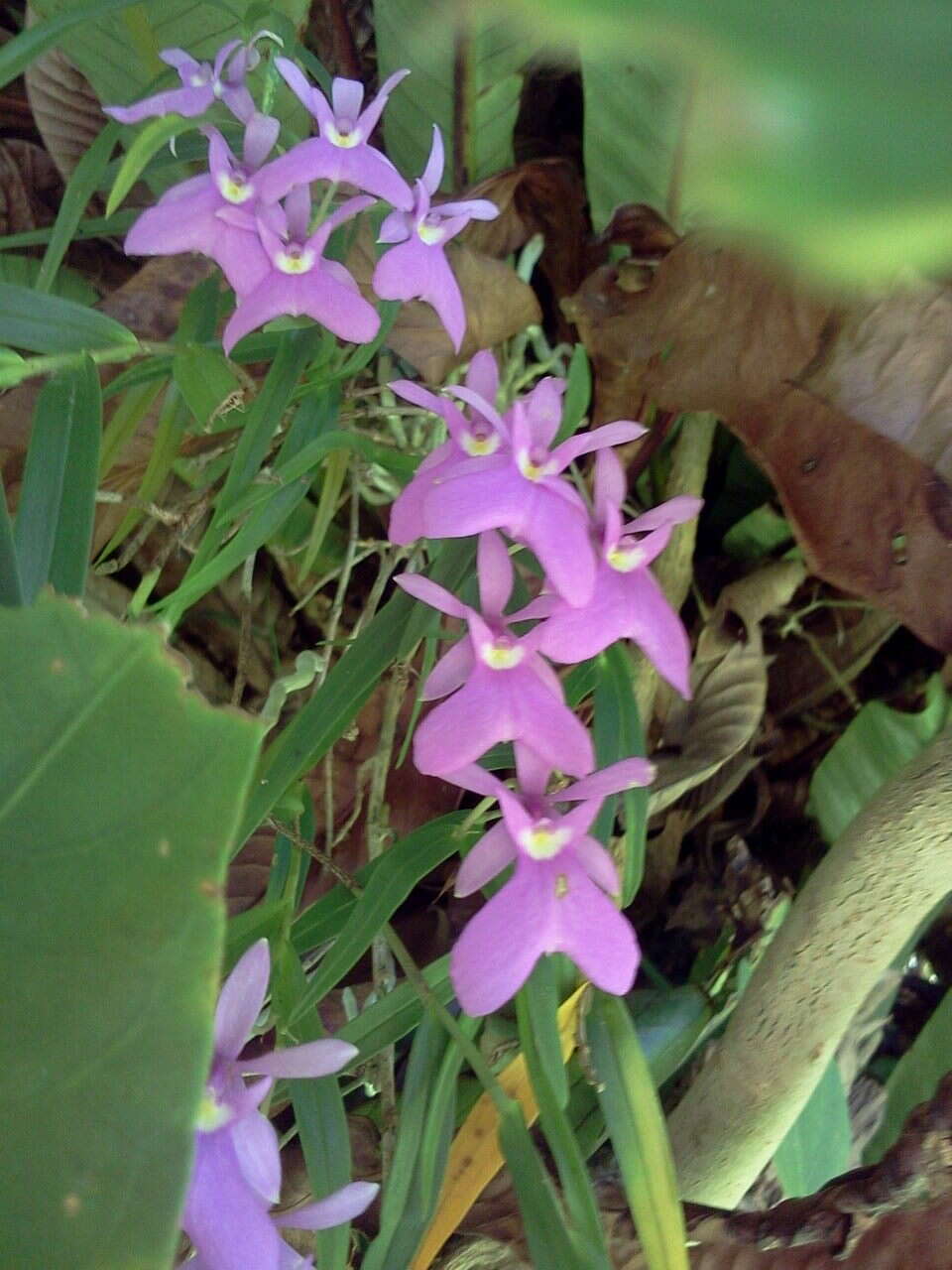 Image of Epidendrum centropetalum Rchb. fil.