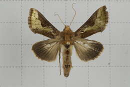 صورة Thysanoplusia orichalcea Fabricius 1775