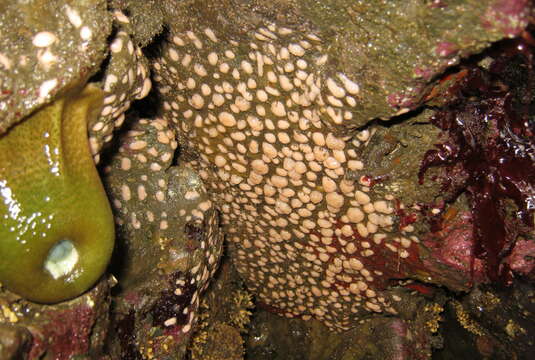 Image of white disc soft coral