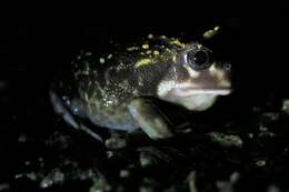 Image of Western Spotted Frog