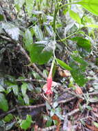 Image of Ruellia angustiflora (Nees) Lindau