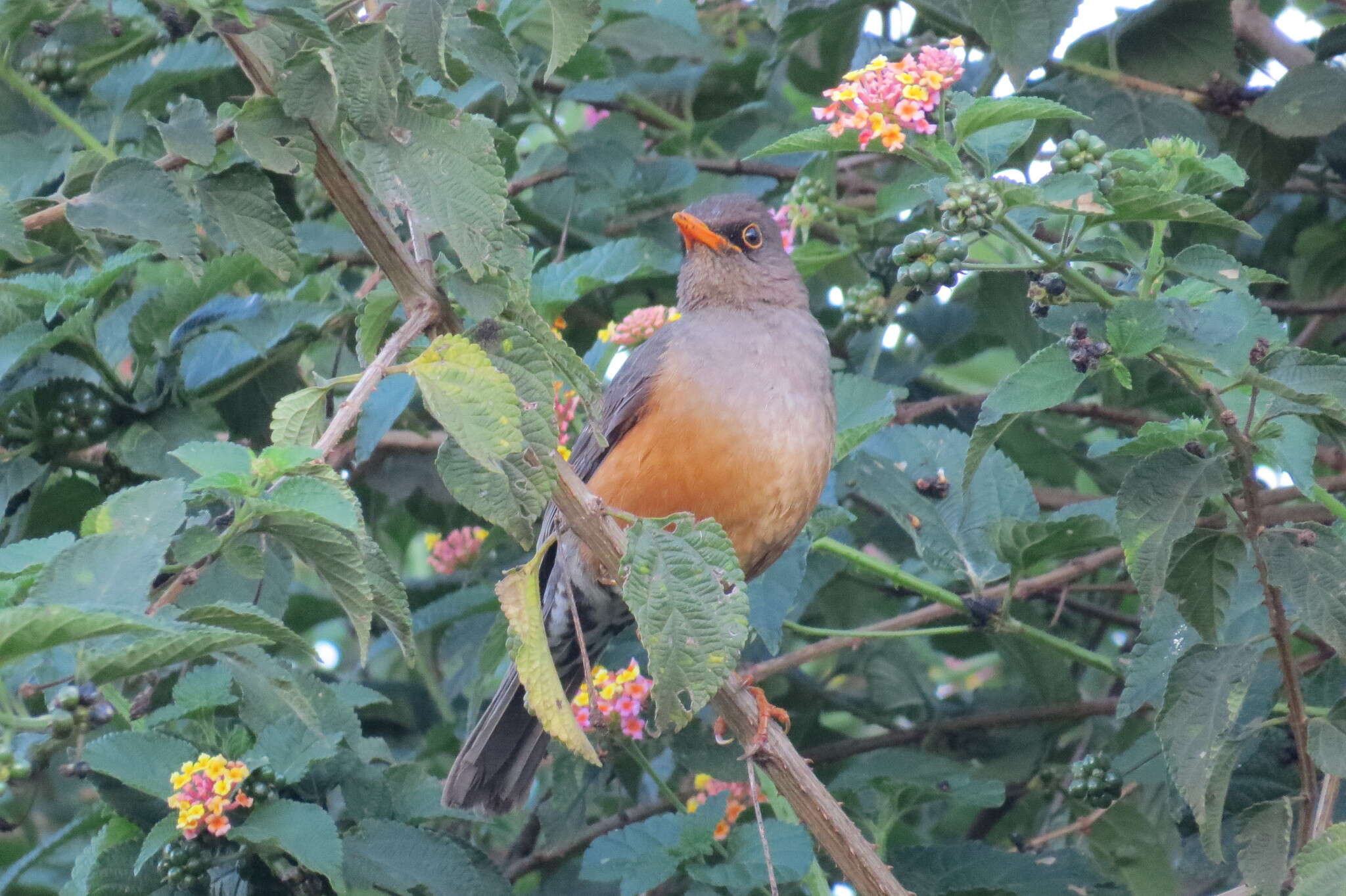 Image of Abyssinian Thrush