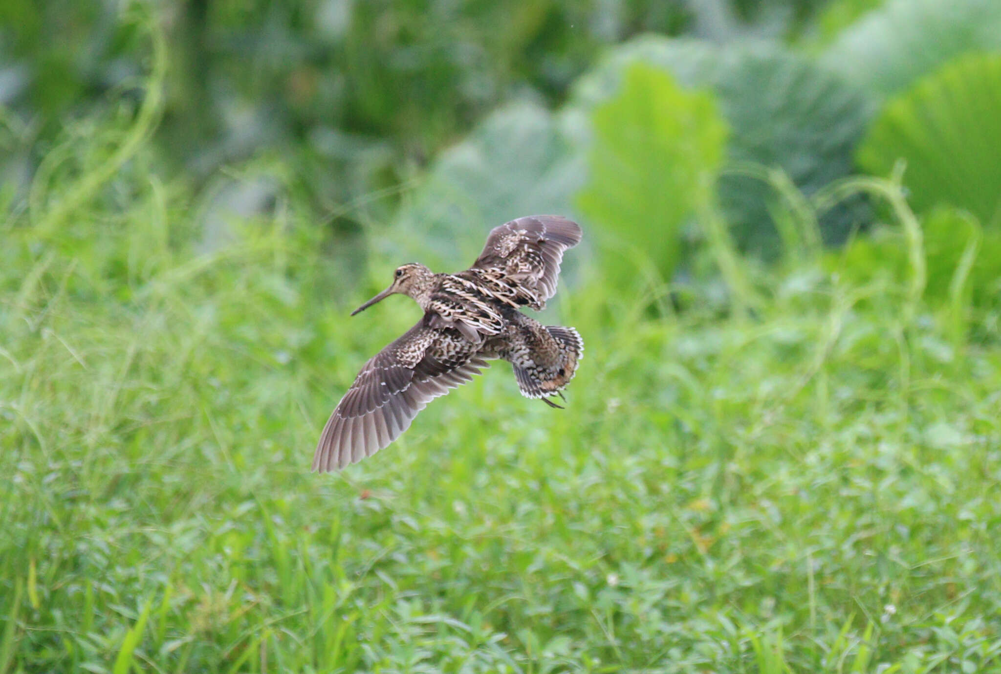 Image of Swinhoe's Snipe