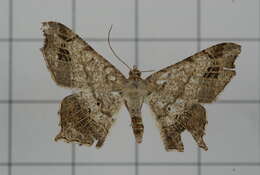 Image of Semiothisa emersaria Walker 1861