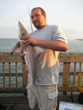 Image of Blacktip Shark