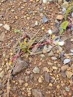 Lewisia oppositifolia (S. Wats.) B. L. Rob. resmi