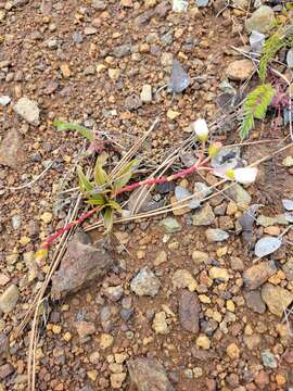 Lewisia oppositifolia (S. Wats.) B. L. Rob. resmi