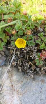 Image of Sibbaldia cuneifolia (Bertol.) Paule & Soják