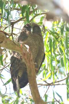 Image of Rufous Boobook