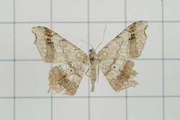 Image of Semiothisa emersaria Walker 1861