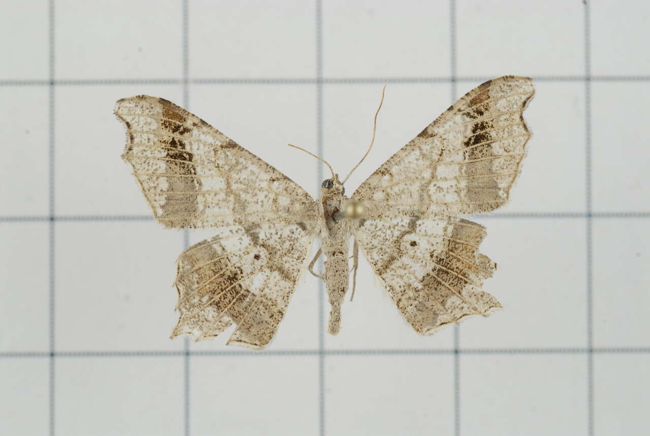 Image of Semiothisa emersaria Walker 1861