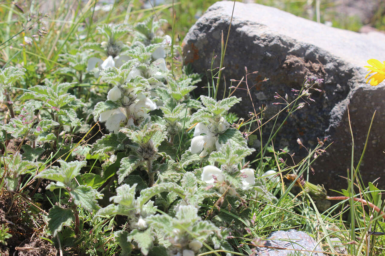 Image of Lamium tomentosum Willd.