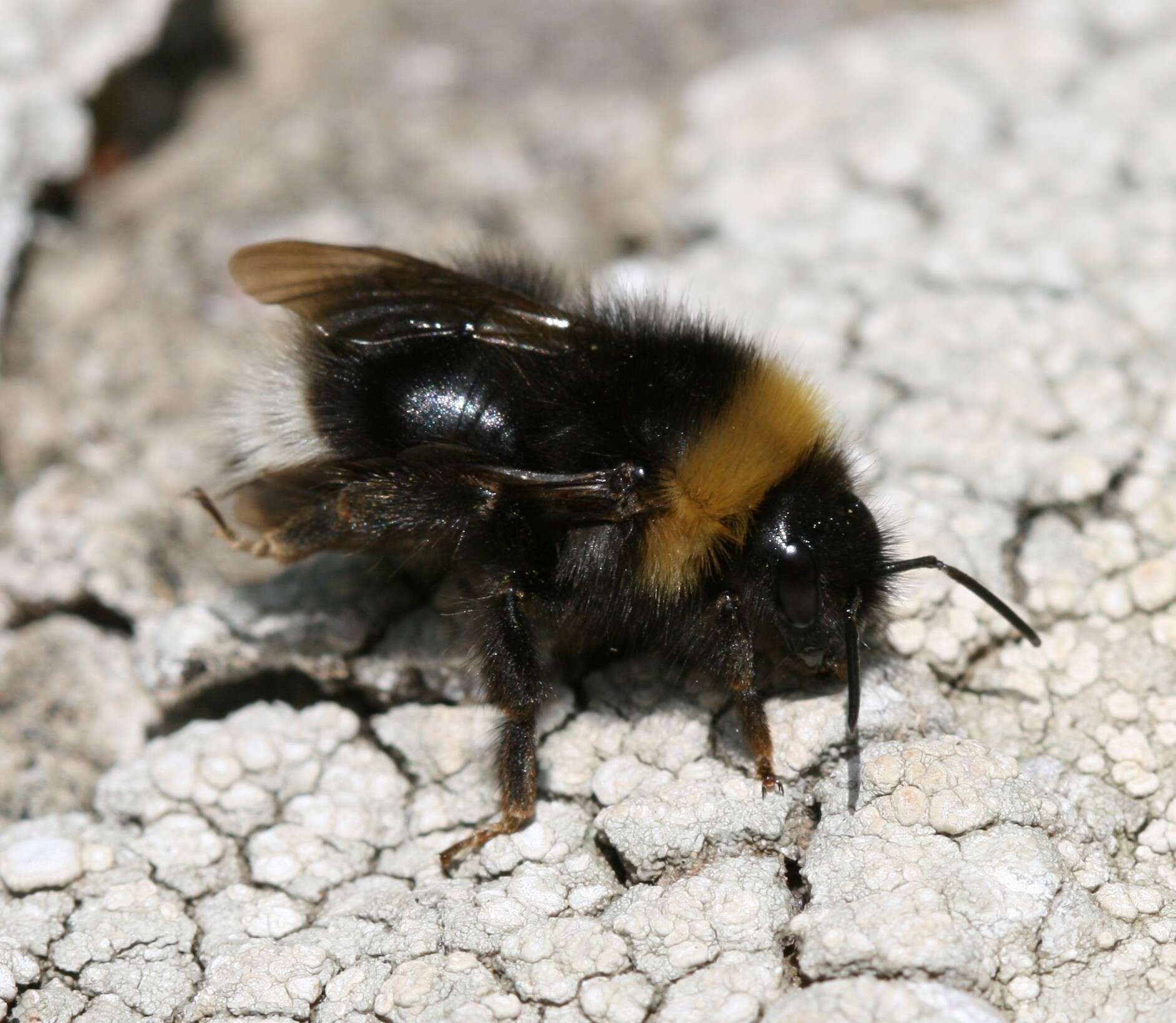 Image of Bombus sylvestris (Lepeletier 1832)