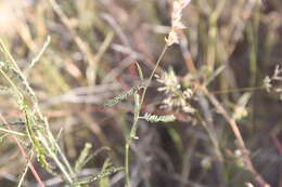 Image of Dalea pringlei var. pringlei