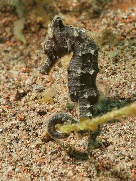 Image of Great Seahorse