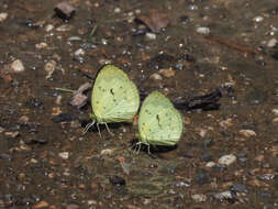 Imagem de Eurema ada (Distant & Pryer 1887)