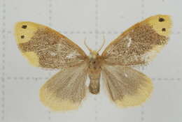 Image of Arna bipunctapex Hampson 1891