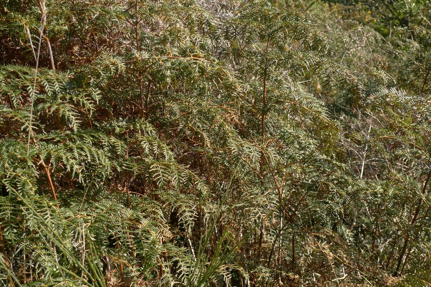 Image of Pteridium esculentum (G. Forst.) Nakai