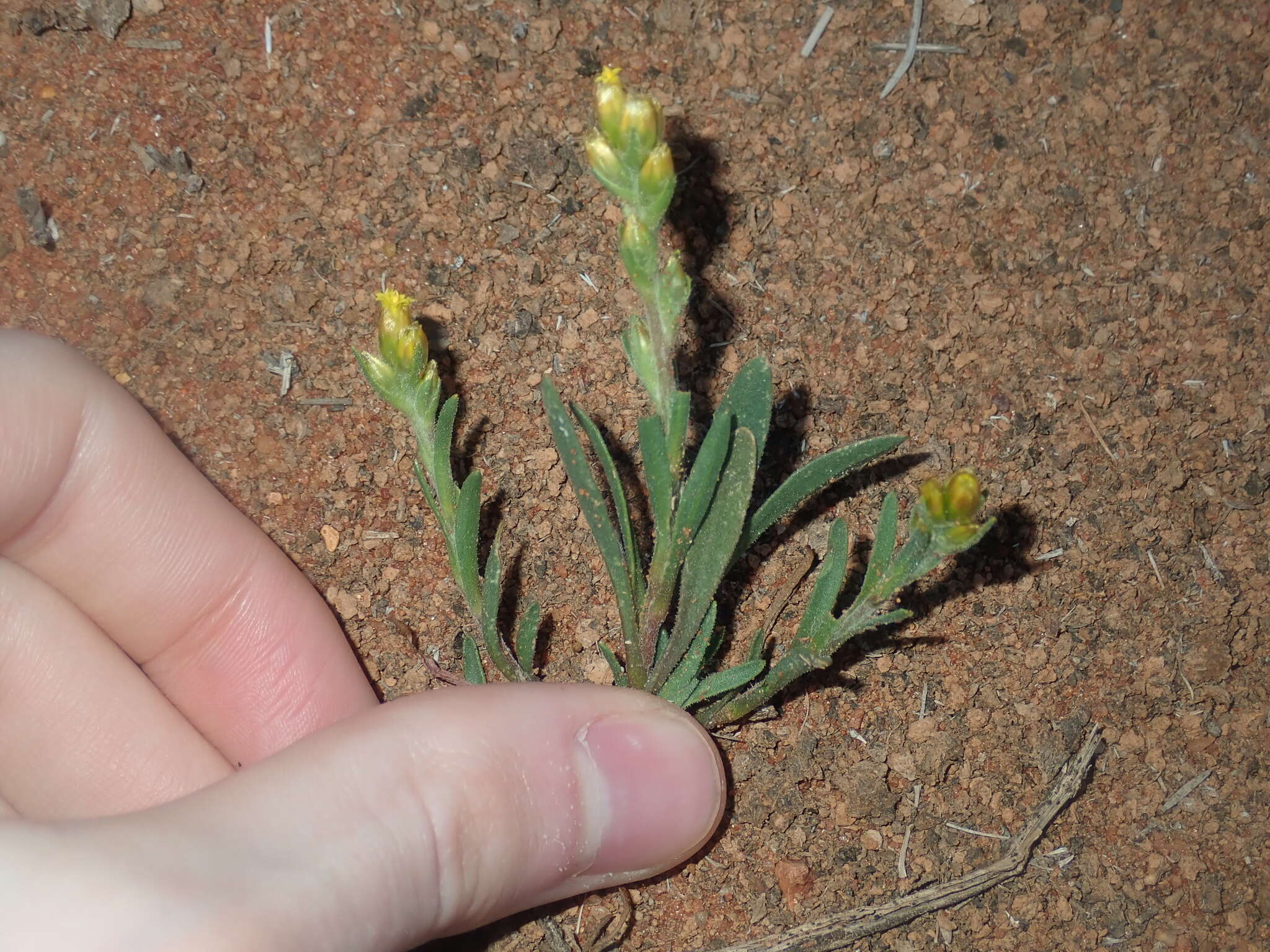 صورة Rhodanthe charsleyae (F. Müll.) P. G. Wilson