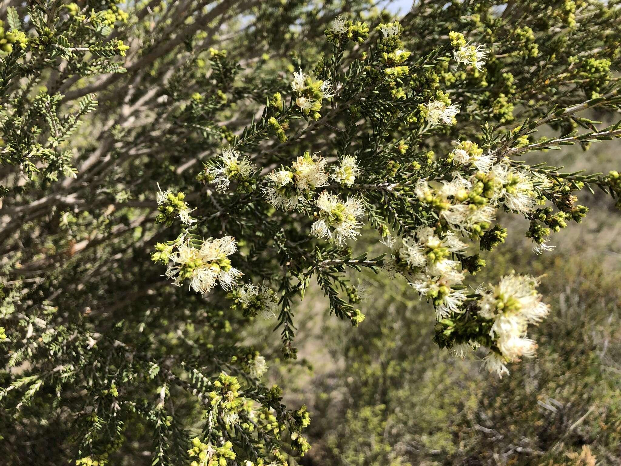 Imagem de Melaleuca brevifolia Turcz.