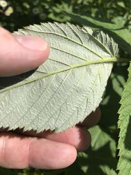 Image of grayleaf red raspberry