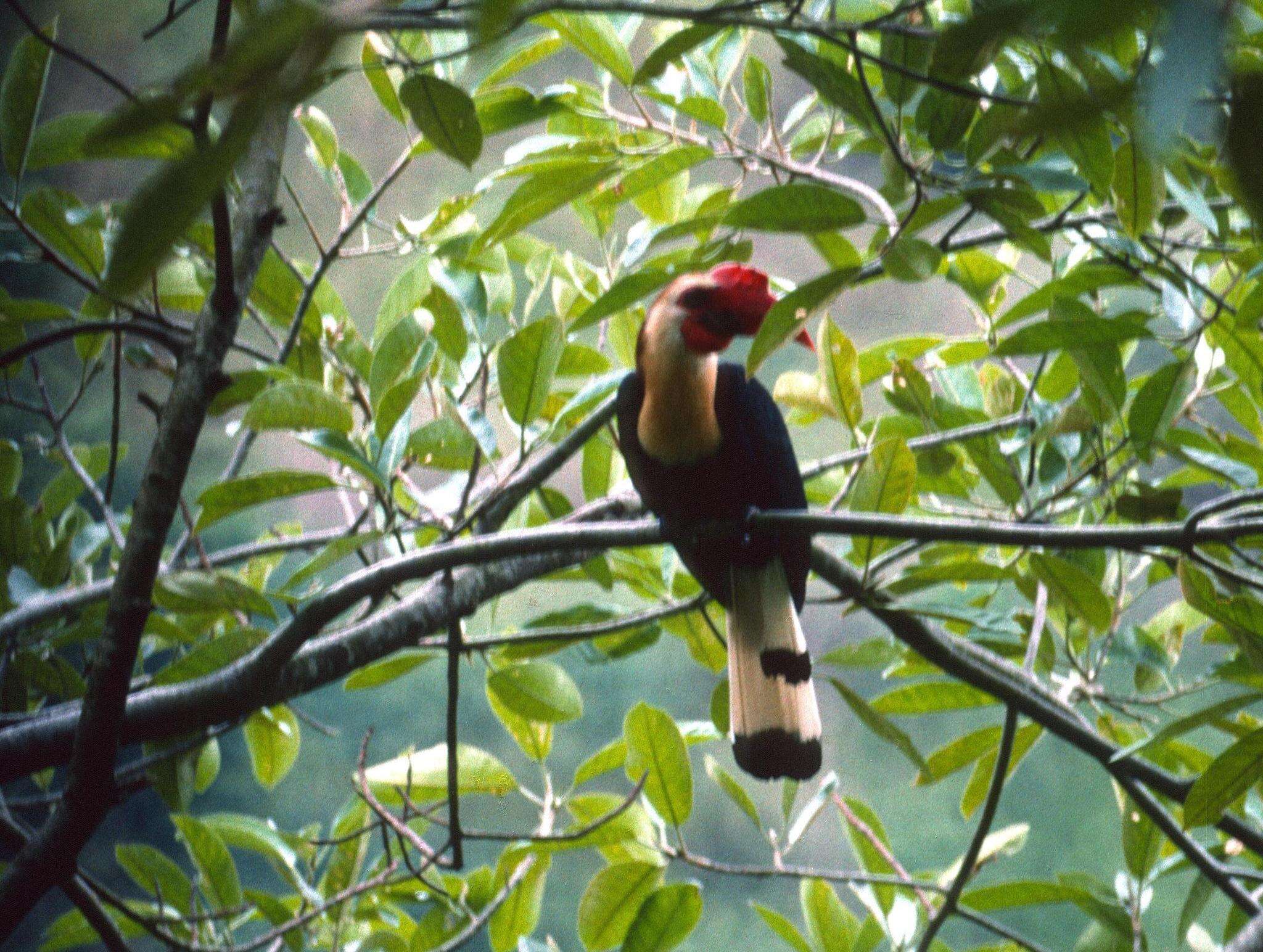 Image of Writhed Hornbill